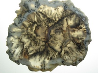 Dendritic Agate Slab