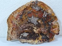 Petrified Wood Slab